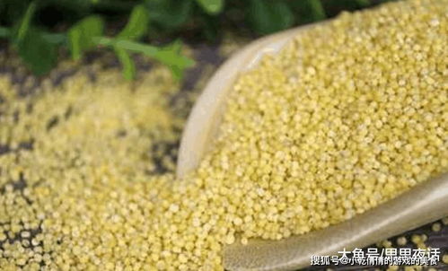 小米粥避坑指南 前置攻略+火候揭秘，让熬粥香滑不掉腿